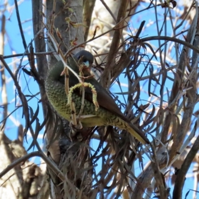 Ptilonorhynchus violaceus (Satin Bowerbird) at Molonglo Valley, ACT - 24 Aug 2020 by RodDeb