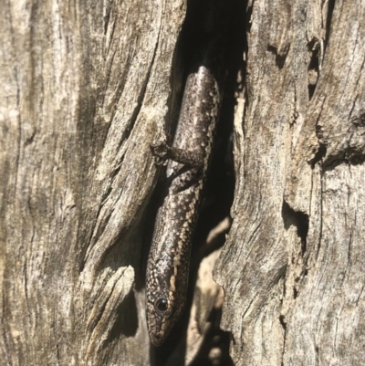 Cryptoblepharus pannosus (Ragged Snake-eyed Skink) at Albury - 25 Aug 2020 by DamianMichael