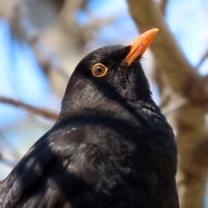 Turdus merula at Molonglo Valley, ACT - 24 Aug 2020 11:51 AM