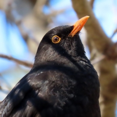 Turdus merula (Eurasian Blackbird) at National Zoo and Aquarium - 24 Aug 2020 by RodDeb