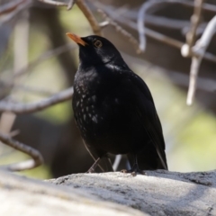 Turdus merula at Molonglo Valley, ACT - 24 Aug 2020 11:51 AM