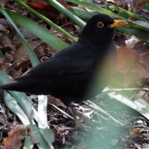 Turdus merula at Molonglo Valley, ACT - 24 Aug 2020 11:51 AM