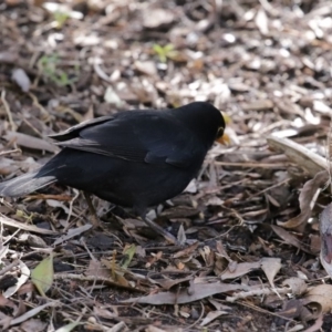 Turdus merula at Molonglo Valley, ACT - 24 Aug 2020 11:51 AM