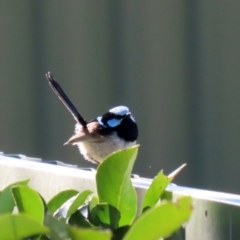 Malurus cyaneus (Superb Fairywren) at National Zoo and Aquarium - 24 Aug 2020 by RodDeb