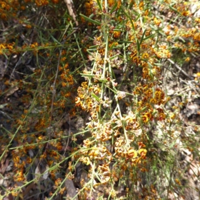 Daviesia leptophylla (Slender Bitter Pea) at Wee Jasper, NSW - 1 Nov 2017 by AndyRussell