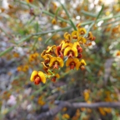 Daviesia leptophylla at Wee Jasper, NSW - 1 Nov 2017