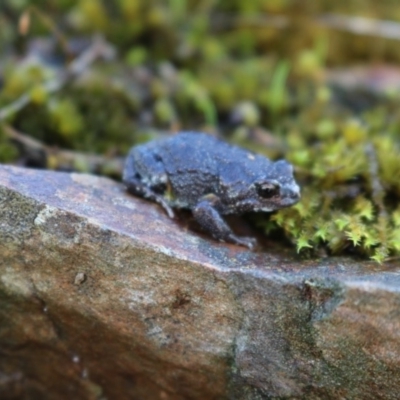 Pseudophryne bibronii (Brown Toadlet) at West Albury, NSW - 25 Apr 2017 by DamianMichael