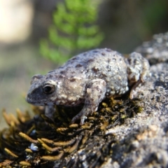 Pseudophryne bibronii (Brown Toadlet) at Splitters Creek, NSW - 7 Apr 2009 by Damian Michael