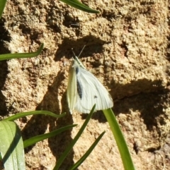 Pieris rapae (Cabbage White) at Aranda, ACT - 24 Aug 2020 by KMcCue