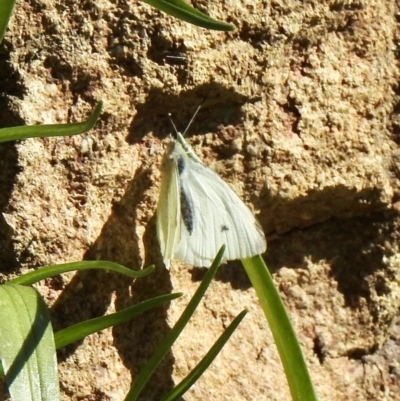 Pieris rapae (Cabbage White) at Aranda, ACT - 24 Aug 2020 by KMcCue