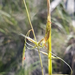 Rytidosperma pallidum at Acton, ACT - 25 Aug 2020