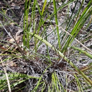 Rytidosperma pallidum at Acton, ACT - 25 Aug 2020