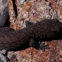 Christinus marmoratus (Southern Marbled Gecko) at Molonglo River Reserve - 24 Aug 2020 by Kurt