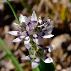 Wurmbea dioica subsp. dioica (Early Nancy) at Holt, ACT - 24 Aug 2020 by Kurt
