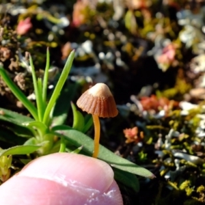 Mycena albidofusca at Molonglo River Reserve - 24 Aug 2020 02:49 PM