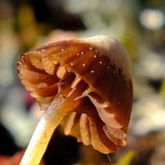 Mycena albidofusca at Molonglo River Reserve - 24 Aug 2020 02:49 PM