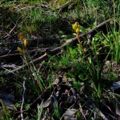 Bulbine bulbosa (Golden Lily) at Holt, ACT - 24 Aug 2020 by Kurt