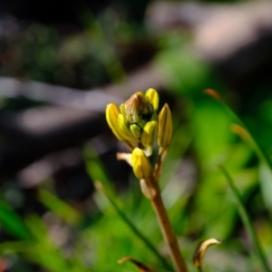 Bulbine bulbosa at Molonglo River Reserve - 24 Aug 2020 02:34 PM