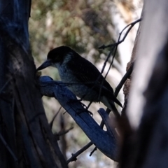 Cracticus torquatus (Grey Butcherbird) at Molonglo River Reserve - 24 Aug 2020 by Kurt