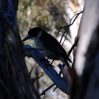 Cracticus torquatus (Grey Butcherbird) at Kama - 24 Aug 2020 by Kurt