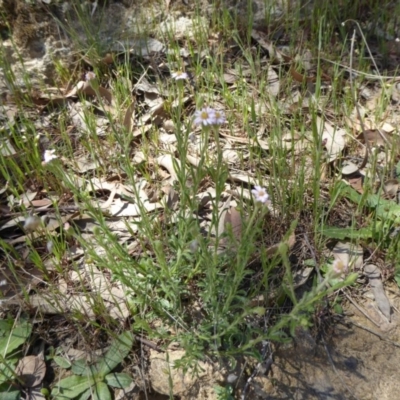 Vittadinia cuneata var. cuneata (Fuzzy New Holland Daisy) at Wee Jasper, NSW - 1 Nov 2017 by AndyRussell