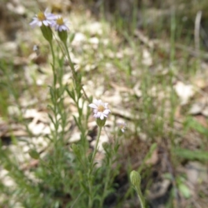 Vittadinia cuneata var. cuneata at Wee Jasper, NSW - 1 Nov 2017