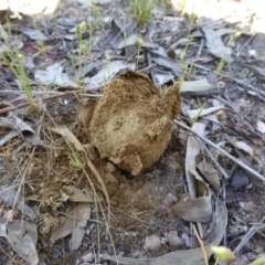 Pisolithus marmoratus (Horse Dung Fungus) at Narrangullen, NSW - 1 Nov 2017 by AndyRussell