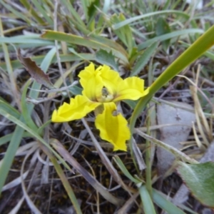 Goodenia hederacea at Narrangullen, NSW - 1 Nov 2017