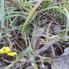 Goodenia hederacea at Narrangullen, NSW - 1 Nov 2017