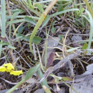 Goodenia hederacea at Narrangullen, NSW - 1 Nov 2017