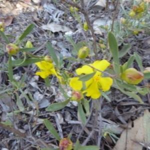 Hibbertia obtusifolia at Narrangullen, NSW - 1 Nov 2017