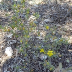 Hibbertia obtusifolia at Narrangullen, NSW - 1 Nov 2017