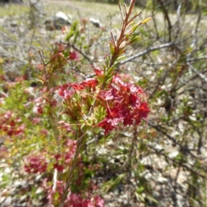 Calytrix tetragona at Narrangullen, NSW - 1 Nov 2017 01:38 PM