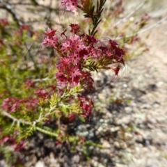 Calytrix tetragona at Narrangullen, NSW - 1 Nov 2017 01:38 PM