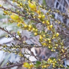 Phyllanthus occidentalis at Acton, ACT - 25 Aug 2020