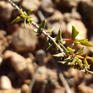 Acacia gunnii at Black Mountain - 25 Aug 2020