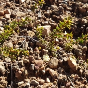 Acacia gunnii at Black Mountain - 25 Aug 2020