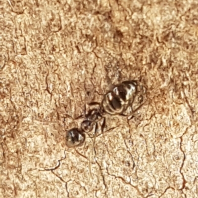 Myrmecorhynchus emeryi (Possum Ant) at Acton, ACT - 25 Aug 2020 by tpreston