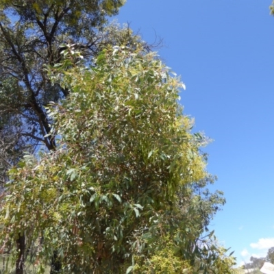 Acacia obliquinervia (Mountain Hickory) at Wee Jasper, NSW - 1 Nov 2017 by AndyRussell