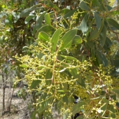 Acacia obliquinervia at Wee Jasper, NSW - 1 Nov 2017