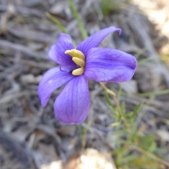 Cheiranthera linearis at Narrangullen, NSW - 1 Nov 2017