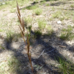 Rytidosperma pallidum at Narrangullen, NSW - 1 Nov 2017 02:08 PM