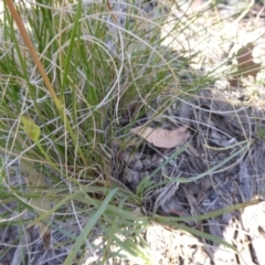 Rytidosperma pallidum at Narrangullen, NSW - 1 Nov 2017