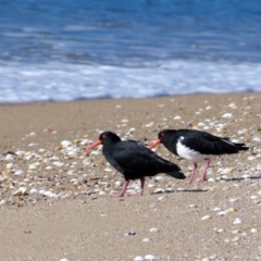 Haematopus longirostris (Australian Pied Oystercatcher) at Edrom, NSW - 7 Jun 2014 by Nullica