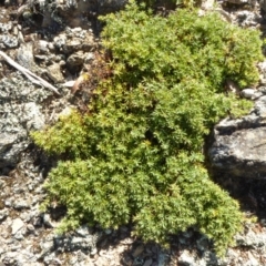 Acrotriche serrulata (Ground-berry) at Narrangullen, NSW - 1 Nov 2017 by AndyRussell