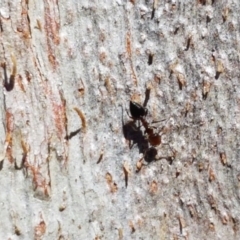 Crematogaster sp. (genus) (Acrobat ant, Cocktail ant) at Acton, ACT - 25 Aug 2020 by tpreston