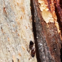 Crematogaster sp. (genus) at Acton, ACT - 25 Aug 2020