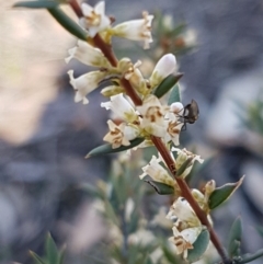 Monotoca scoparia (Broom Heath) at Black Mountain - 25 Aug 2020 by tpreston