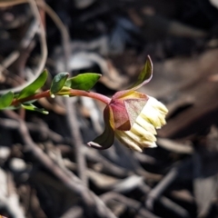 Pimelea linifolia subsp. linifolia (Queen of the Bush, Slender Rice-flower) at Black Mountain - 25 Aug 2020 by tpreston