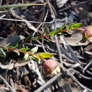 Pimelea linifolia subsp. linifolia at Black Mountain - 25 Aug 2020